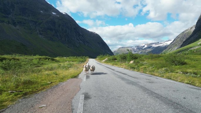 挪威莱茵海门国家公园，母羊和小羊走在路上