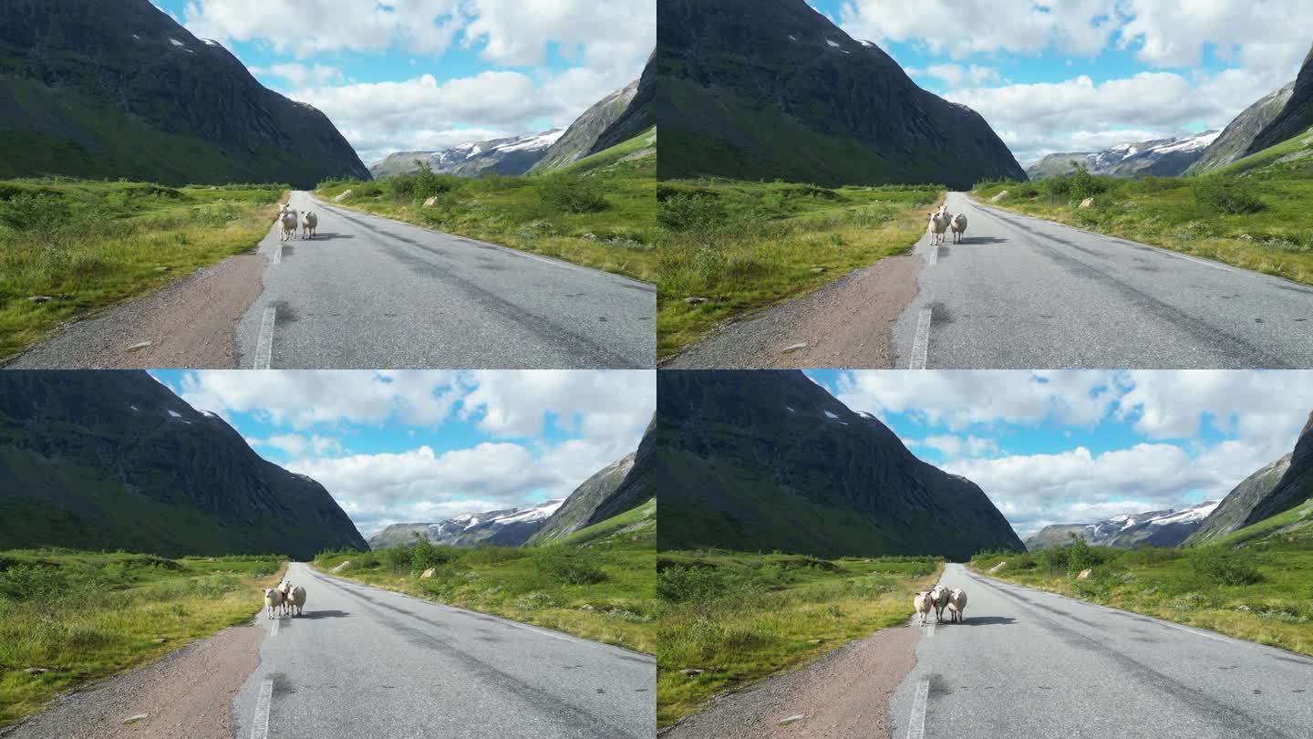 挪威莱茵海门国家公园，母羊和小羊走在路上