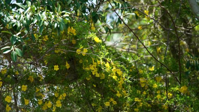 特写黄色喇叭花藤上树澳大利亚4K
