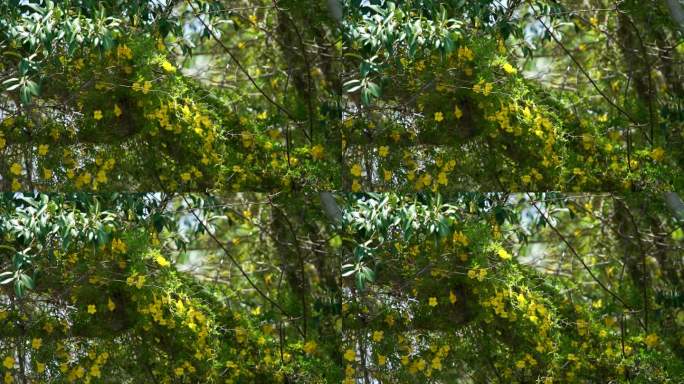 特写黄色喇叭花藤上树澳大利亚4K