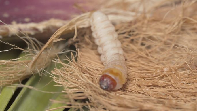 欧洲害虫棕榈螟的爬行幼虫-微距拍摄