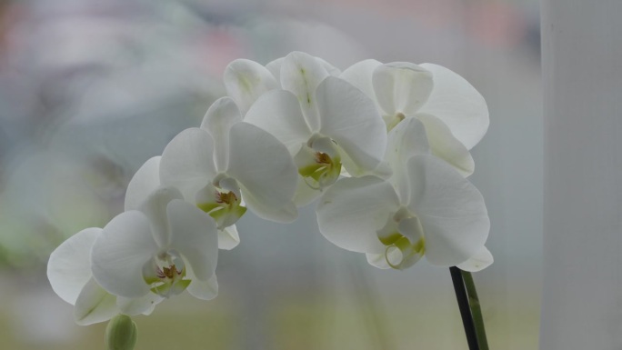 阴天，白色的兰花紧贴着窗户
