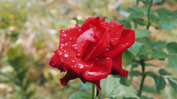 户外春园雨后露珠中的红玫瑰和背景中的绿玫瑰，美丽明亮的特写，俯视图