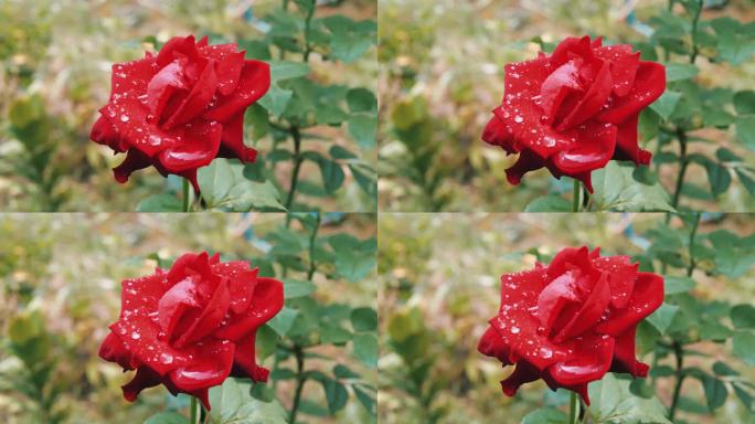 户外春园雨后露珠中的红玫瑰和背景中的绿玫瑰，美丽明亮的特写，俯视图