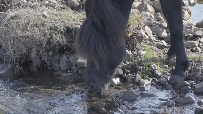 冰岛的野马正在喝着新鲜流动的河水。