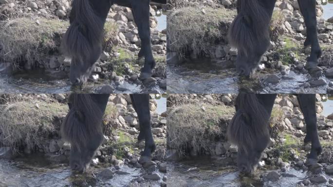 冰岛的野马正在喝着新鲜流动的河水。