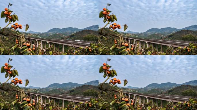 秋天高速公路高架桥旁挂满红色十字的柿子树