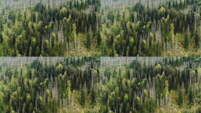 俯瞰群山，群山上覆盖着绿色针叶林，枯死的树木因虫害而受损