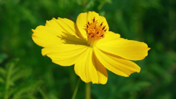 小花野花春天