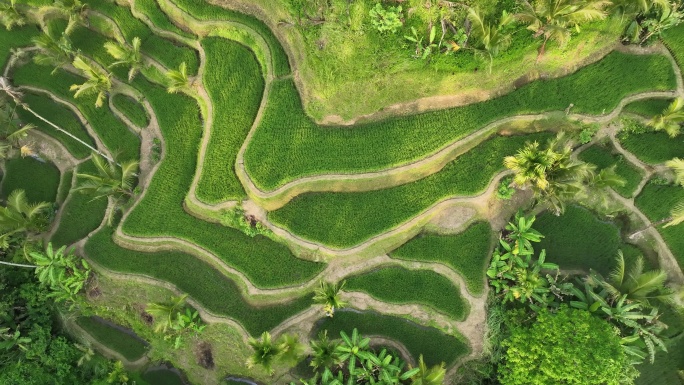 原创 印尼巴厘岛德格拉朗梯田航拍自然景观