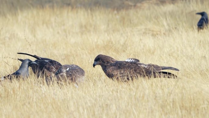 黑耳鸢(Milvus lineatus)