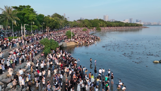 深圳湾公园围观海鸥4k