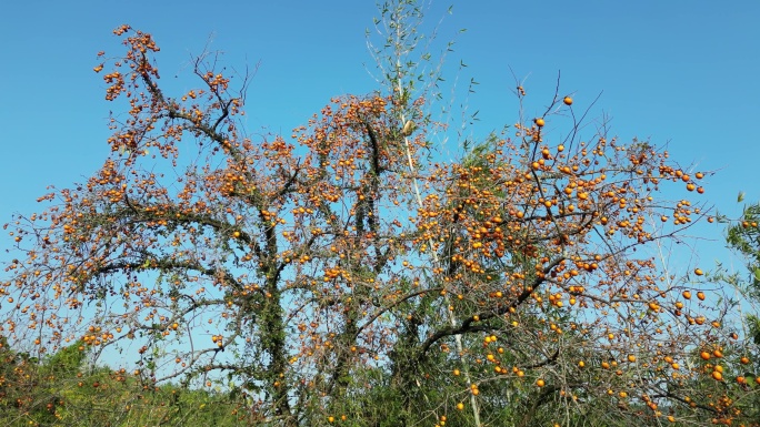 乡村人文柿子树