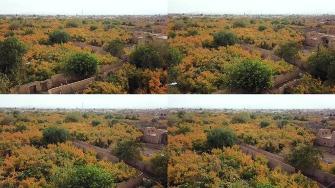 石榴园在收获季节秋天十月橙色多彩的叶子红色成熟的果酒在果园当地人的生活模式在伊朗沙漠像埃及摩洛哥泥砖