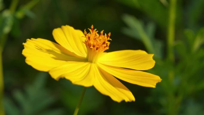 小花野花春天