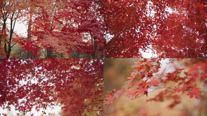 秋天枫叶空镜头