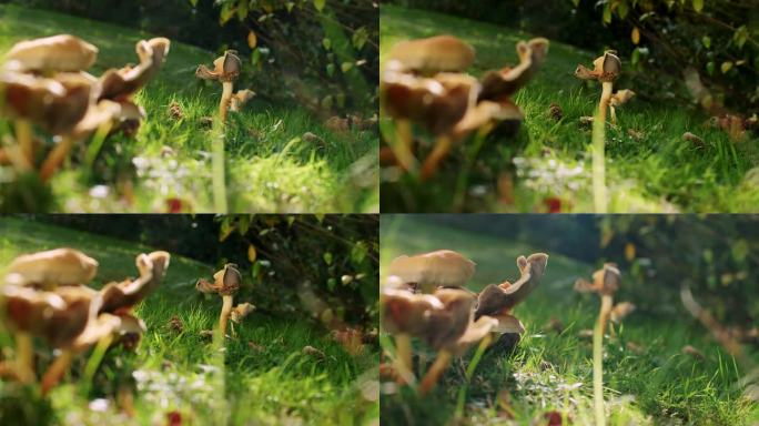 正在生长的鸡油菌的电影图片。前景左边有更多的蘑菇。浅景深。背光从太阳，非常阴天