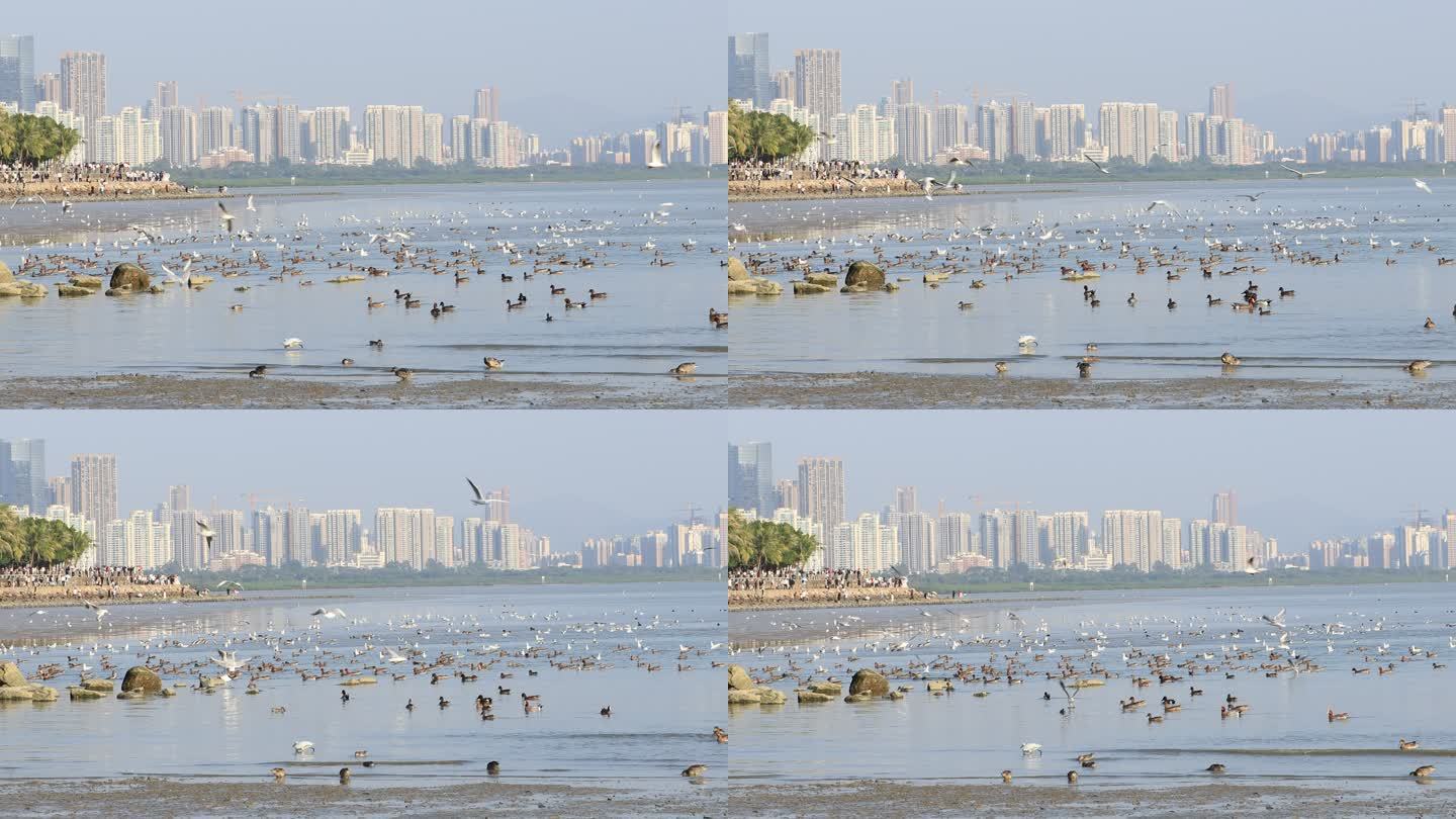 深圳湾公园海鸥