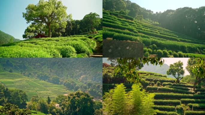 杭州梅家坞十里锒铛茶园风光10