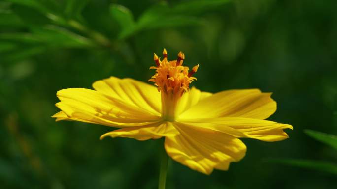 小花野花春天