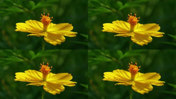 小花野花春天