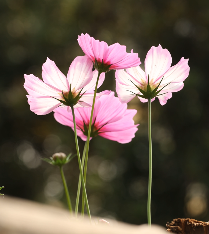 户外阳光下的花朵 波斯菊 竖屏花海