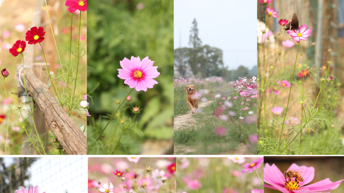 户外阳光下的花朵 波斯菊 竖屏花海