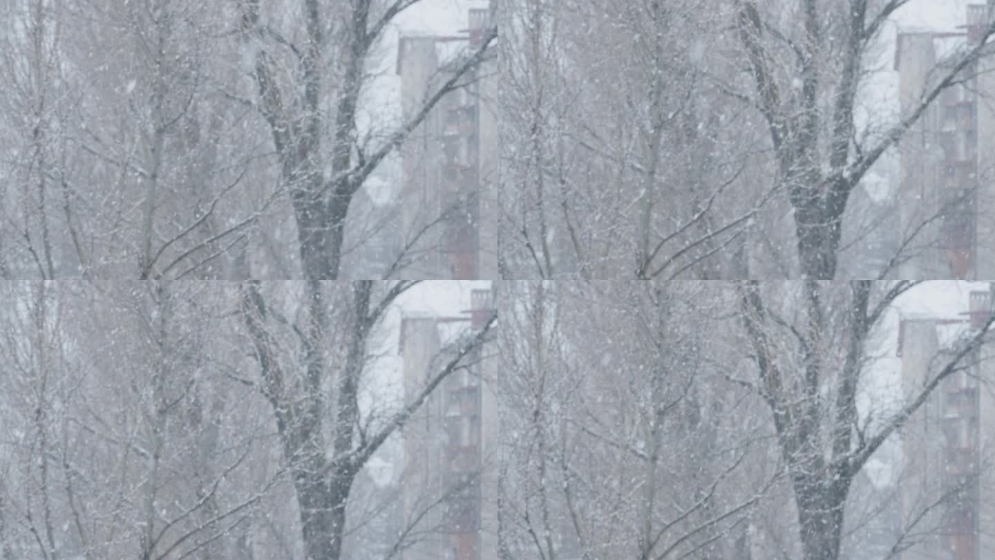 冬天，这座城市被厚厚的大雪覆盖着。小镇上一栋公寓楼窗外被雪覆盖的树木。雪飞落在地上。冬天是假日