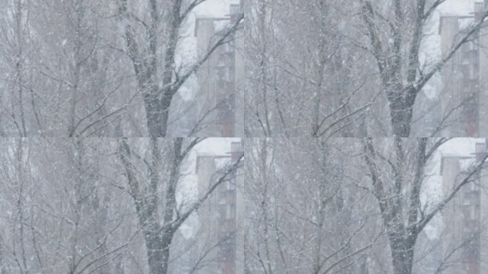 冬天，这座城市被厚厚的大雪覆盖着。小镇上一栋公寓楼窗外被雪覆盖的树木。雪飞落在地上。冬天是假日
