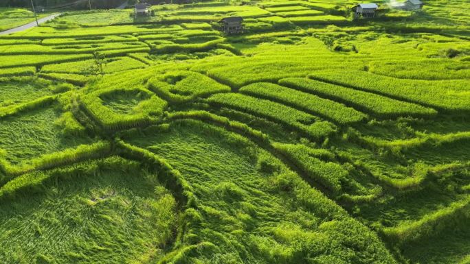 东南亚山地主农业稻田梯田航拍图