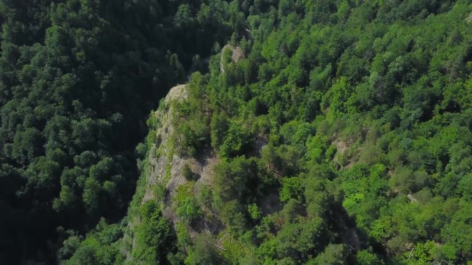 飞越山毛榉森林