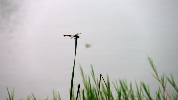 4K 湖边蜻蜓  风景