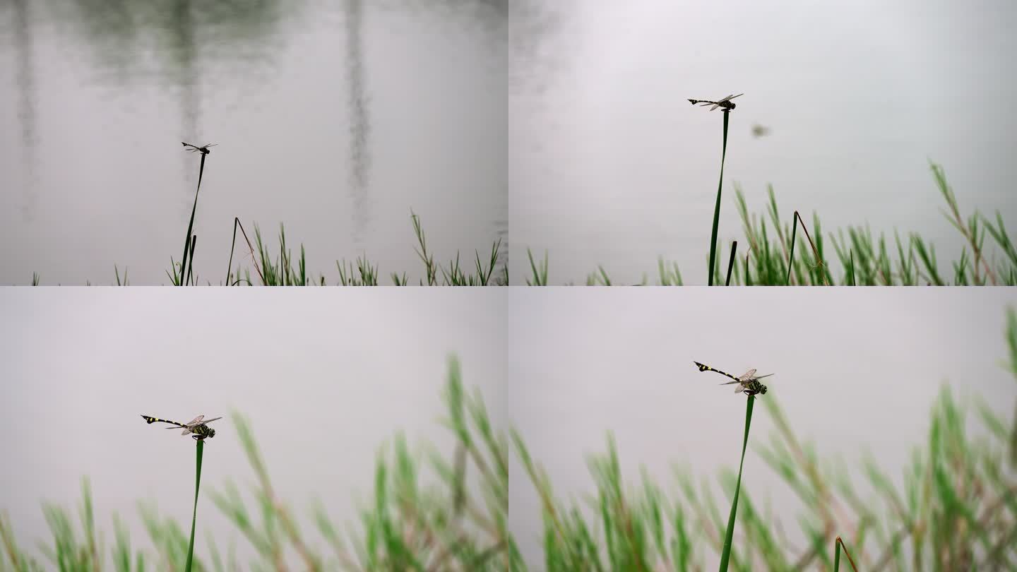 4K 湖边蜻蜓  风景