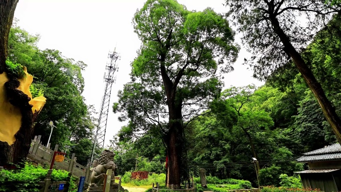 航拍陕西西安长安区南五台圣寿寺塔隋塔