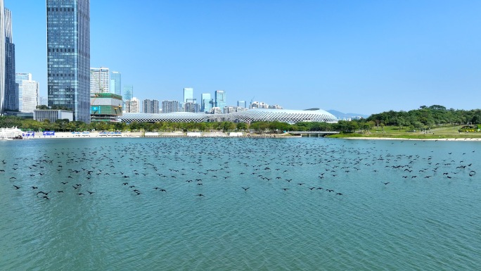 深圳湾候鸟生态航拍