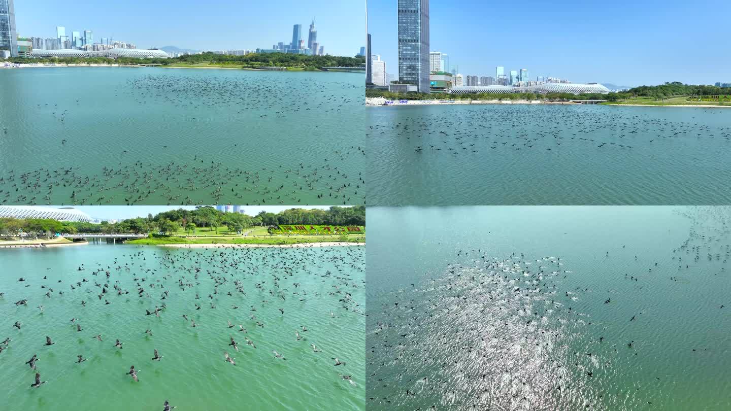 深圳湾候鸟生态航拍