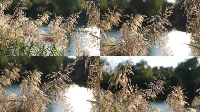 河边芦苇随风飘动