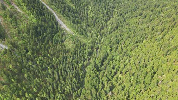 王朗国家级自然保护区 四川绵阳平武县