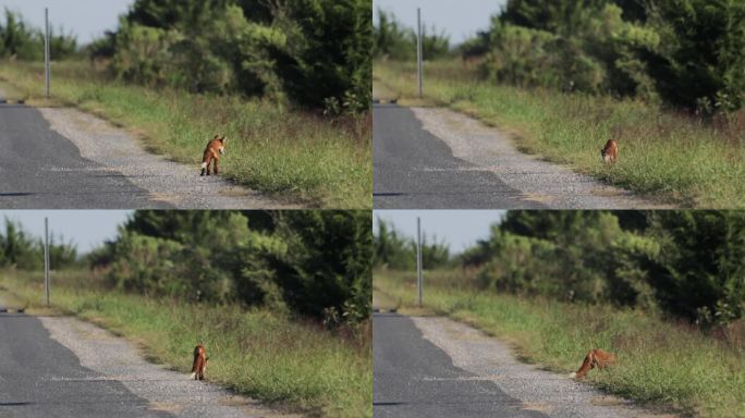 红狐，孟买虎克国家野生动物保护区，特拉华州