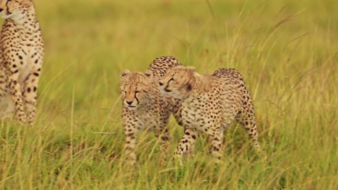 年轻猎豹肩并肩行走在茂盛的草地上的慢动作镜头马赛马拉北部保护区的风景，马赛马拉国家保护区的非洲野生动