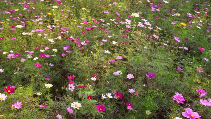 波斯菊花海