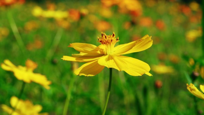 小花野花春天