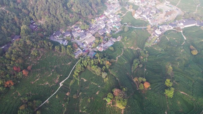 无人机在中国浙江省杭州市龙津茶山上空飞行。鸟瞰美丽的茶园和龙津村在阳光明媚的秋日，4k实时镜头。