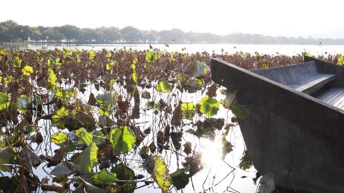 深秋杭州西湖残荷 太阳倒映在湖面上