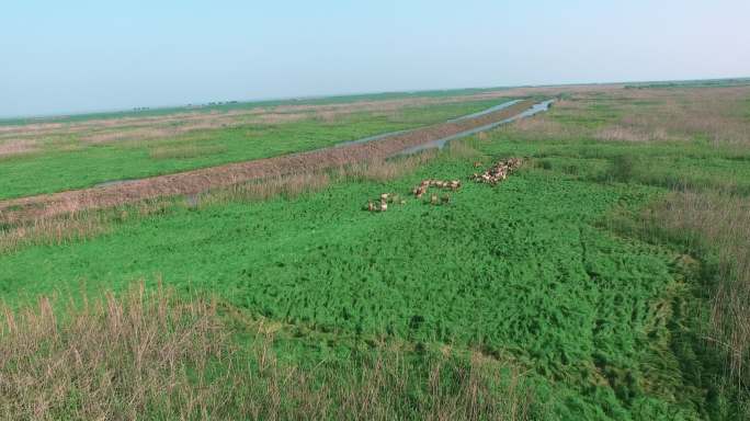 4K航拍湖南洞庭湖湿地麋鹿群奔跑