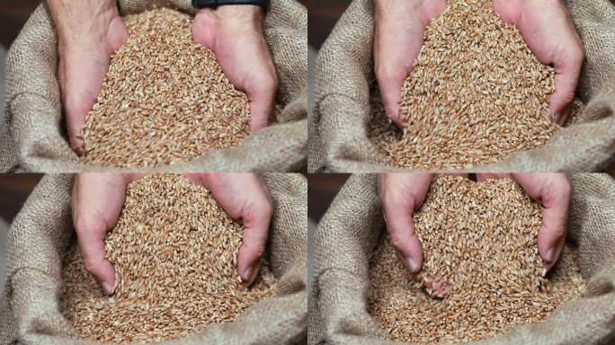 一粒一粒:一个农民用手往黄麻麻袋里装麦子的慢动作。