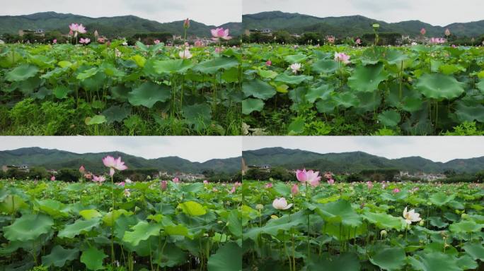 4K荷花荷叶开满园夏天生机勃勃视频