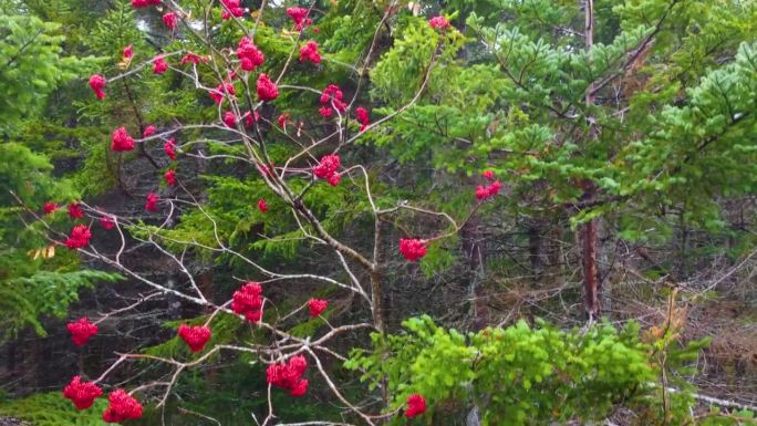 空中特写的秋天山灰烬(Sorbus aucuparia)与浆果，新罕布什尔州，美国