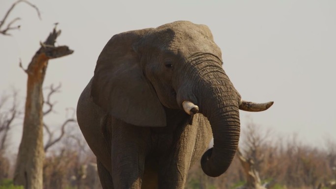 一头巨大的非洲象(非洲象)在一小块泥土中寻找水源