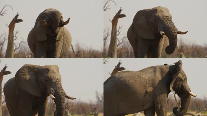 一头巨大的非洲象(非洲象)在一小块泥土中寻找水源